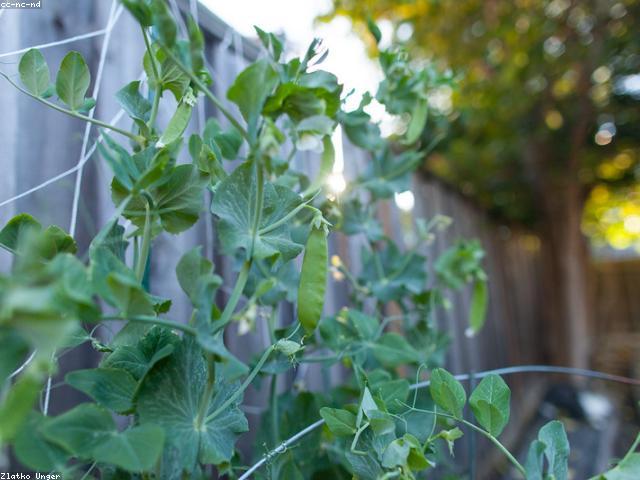 Sugar Snap Peas