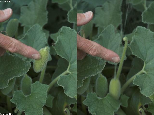 Persian Cucumbers